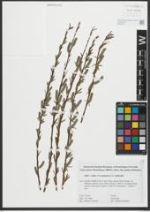 Foto von Salix purpurea L. x Salix viminalis L.